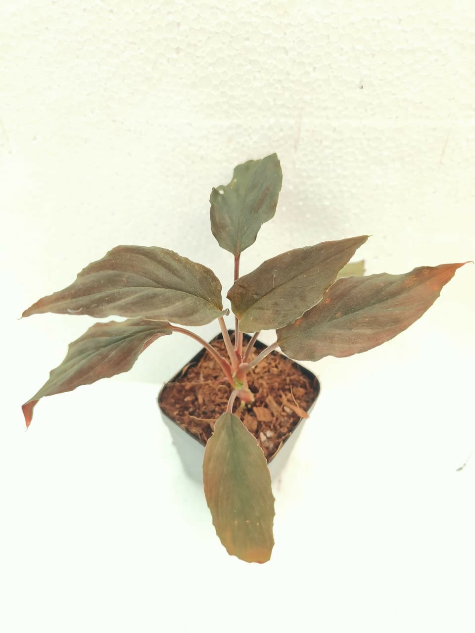 Homalomena humilis red (3.5 inch pot )