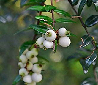 Cat Eye Fruit Plants (Syzygium Zeylanicum)
