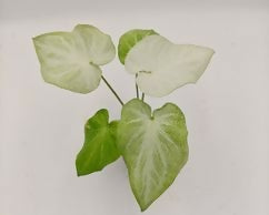 Caladium Muffet foliage detail – healthy tissue culture houseplant – Foliages India
