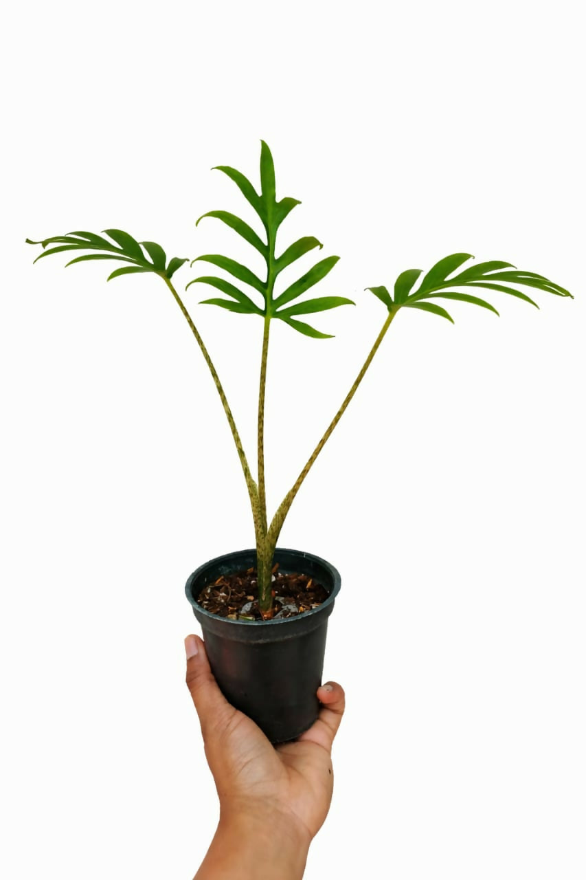 Alocasia Brancifolia