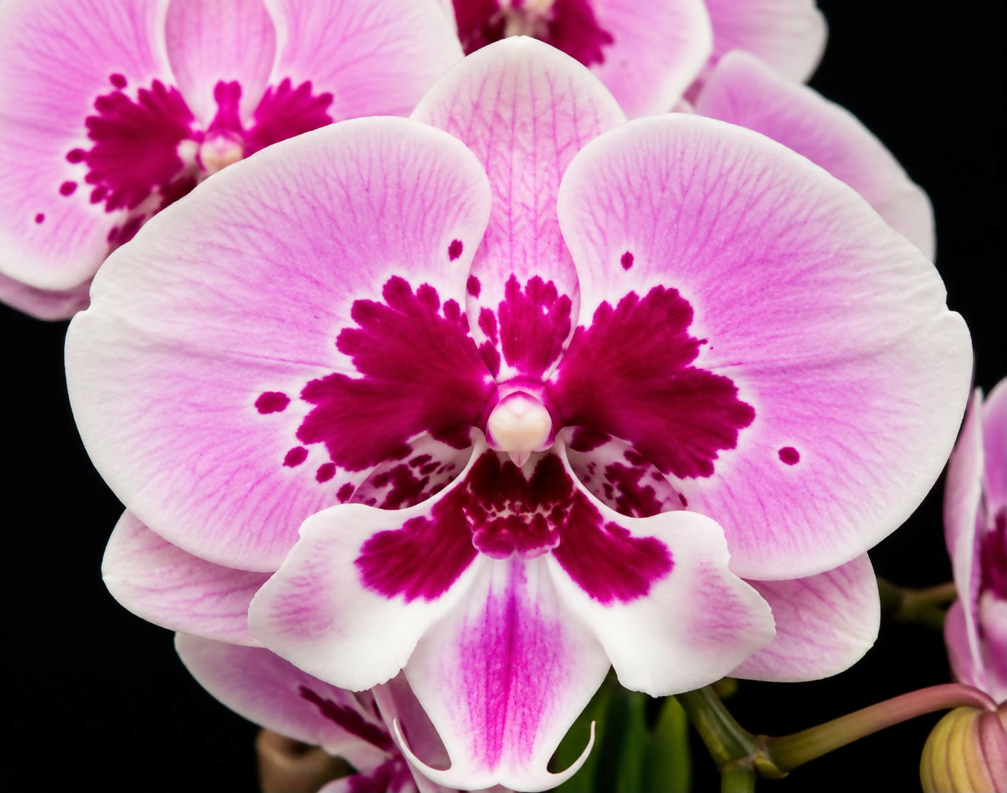 Phalaenopsis-1184