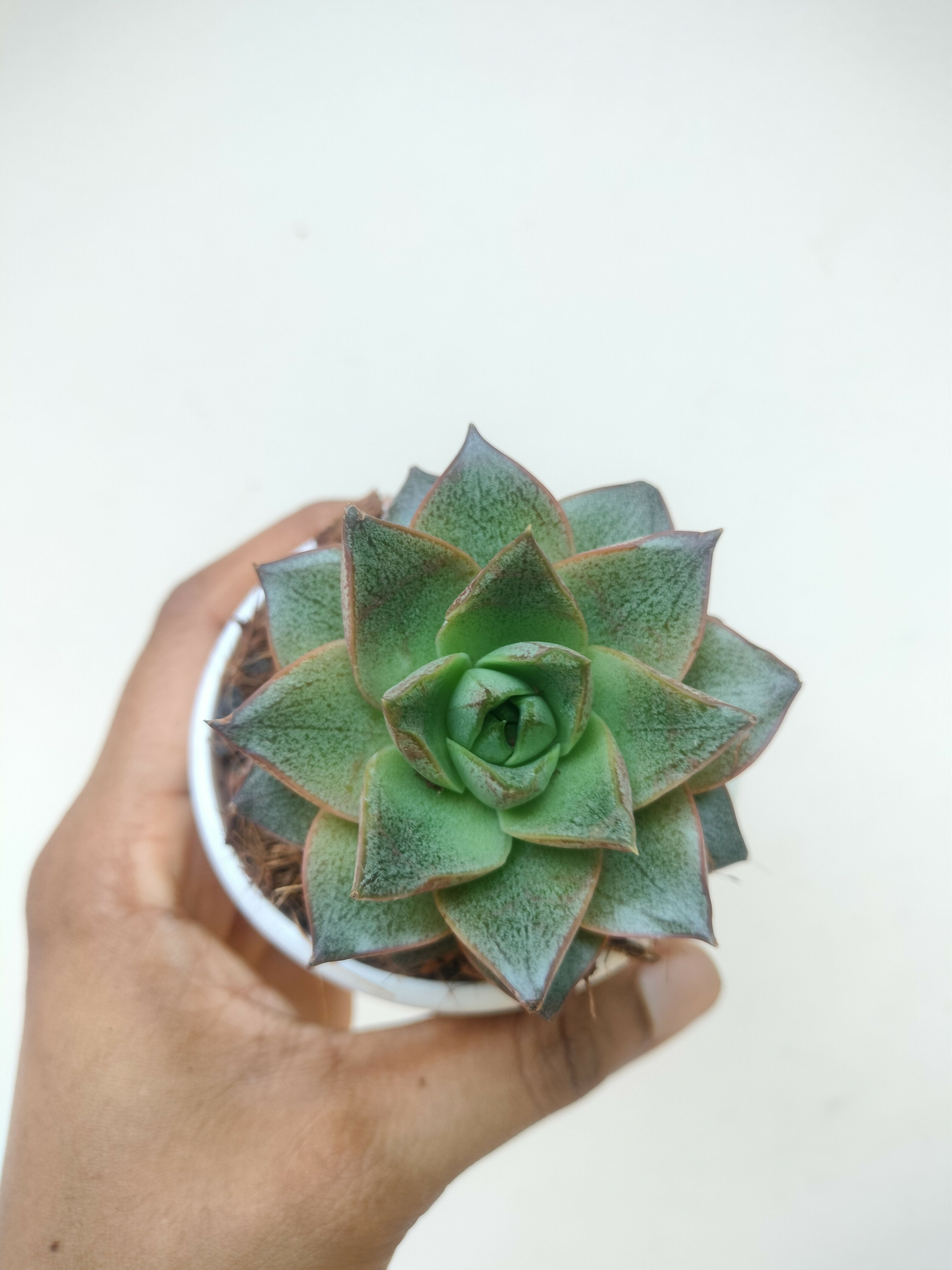 Drought-Tolerant Succulent Live Plant for Home