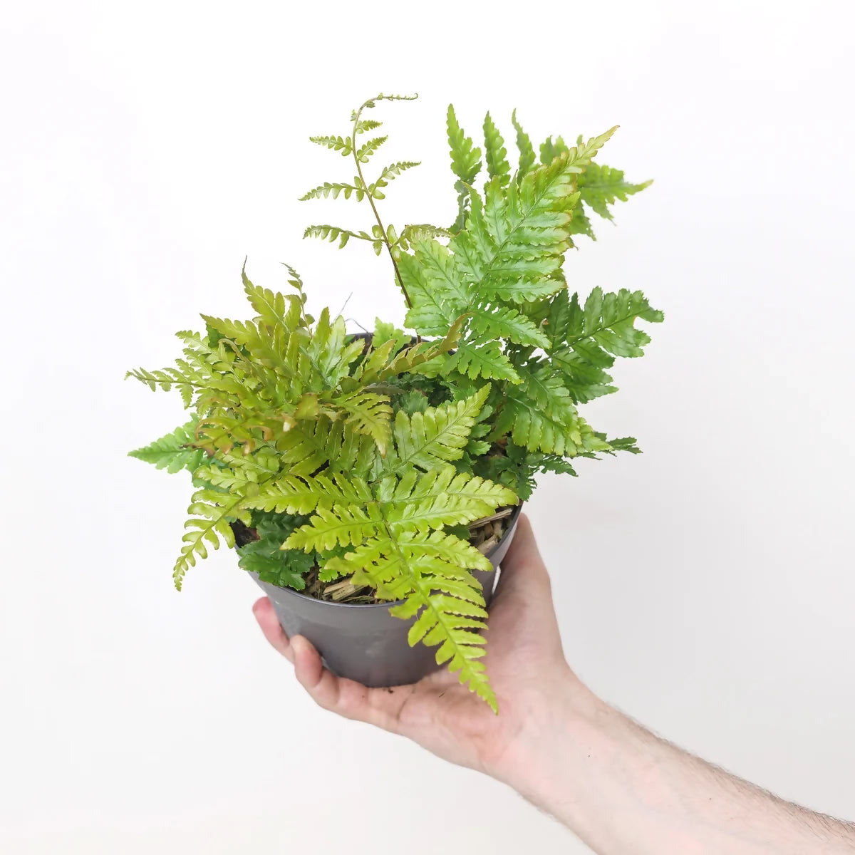Dryopteris koidzumiana fern