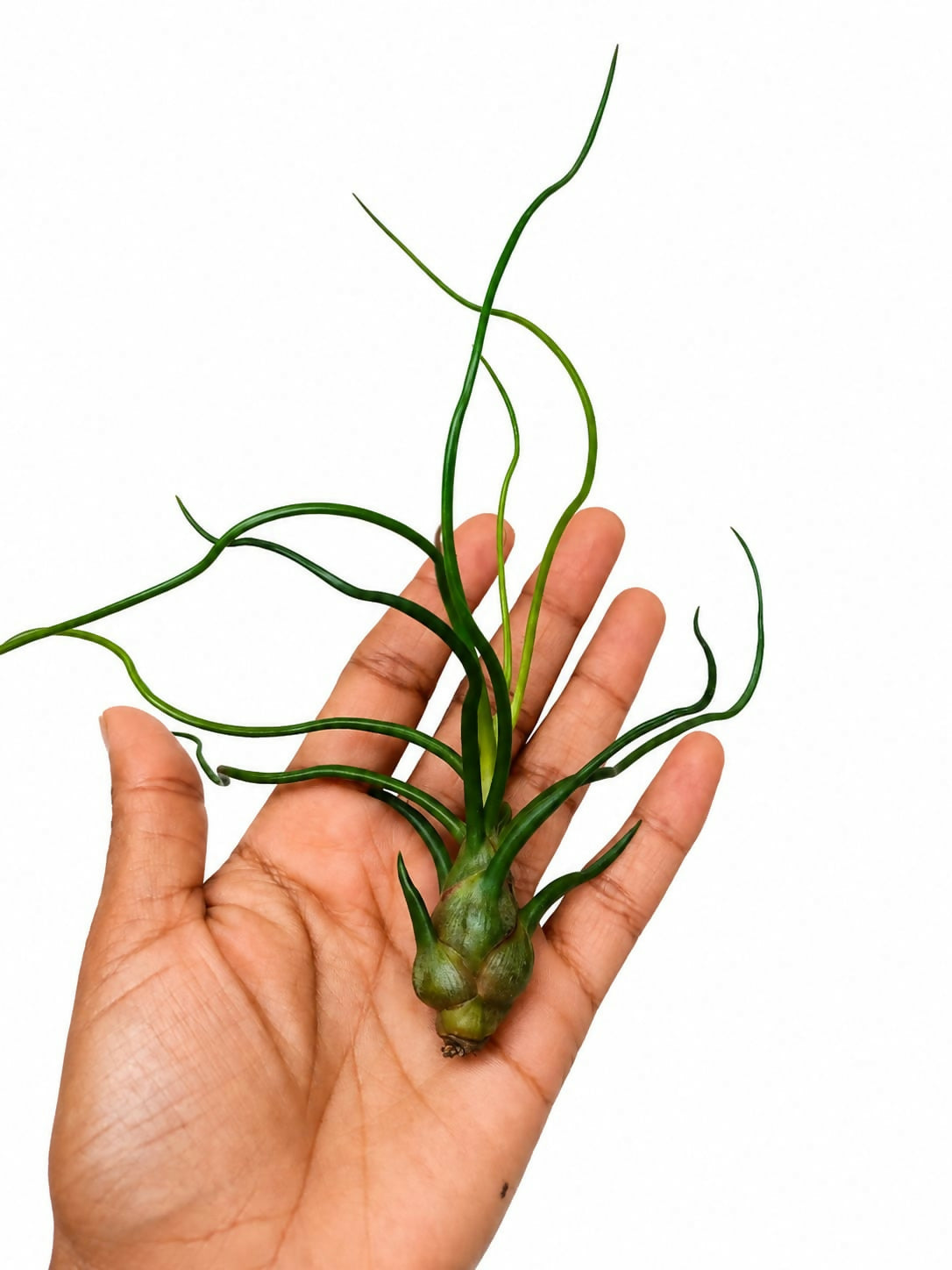 Tillandsia bulbosa- Rare Air Plant- The Lush Flora