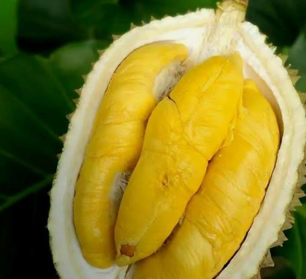 Durian Monthong – Live Grafted Bud - Keyfarm Wayanad