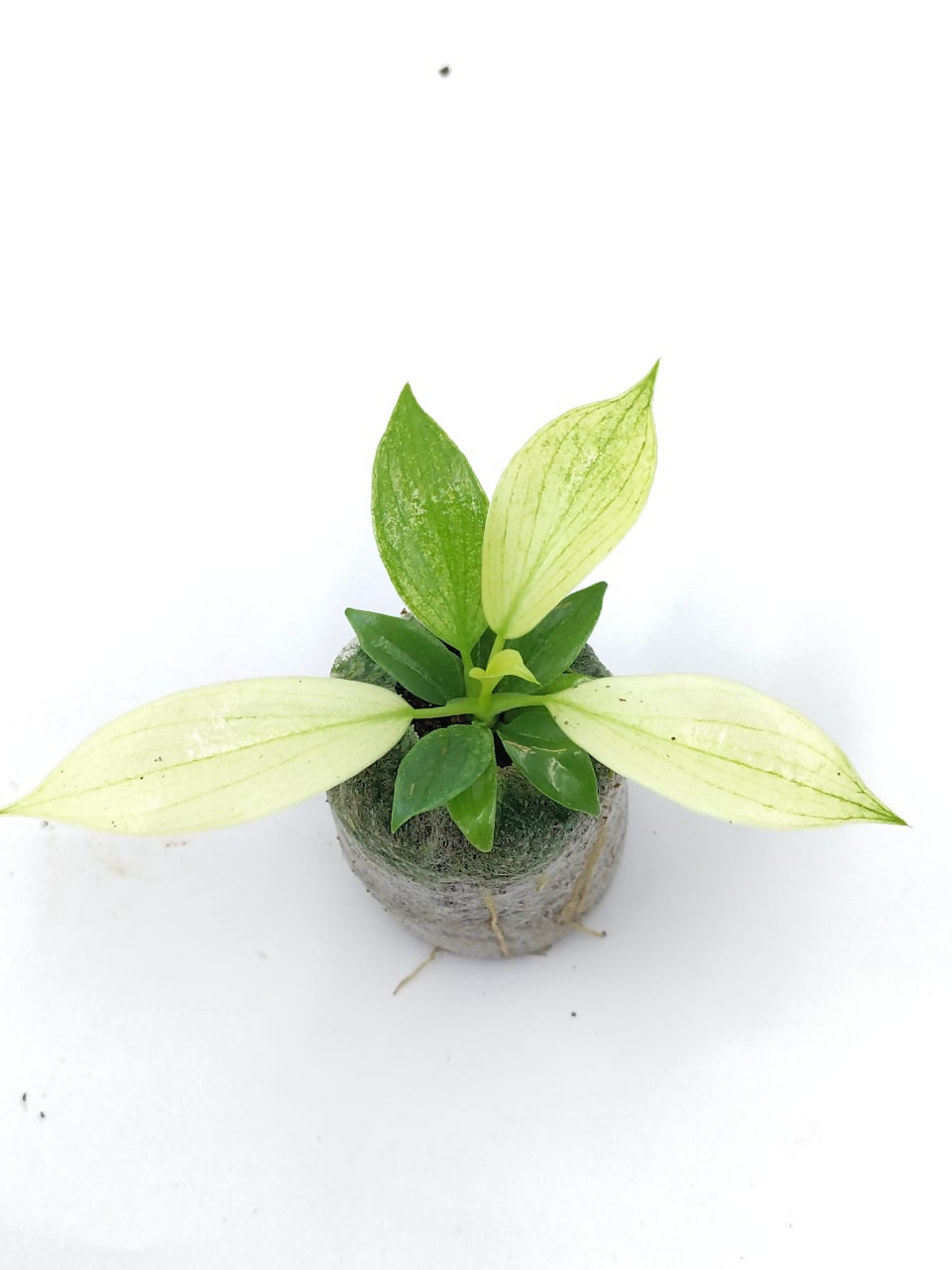 Philodendron Florida Ghost mint