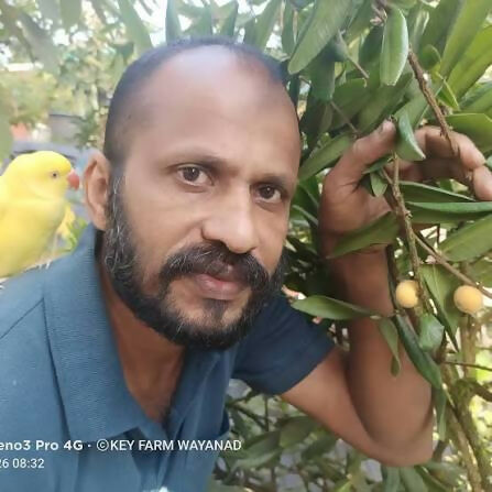 Yellow Jaboticaba – Live Grafted - Keyfarm Wayanad