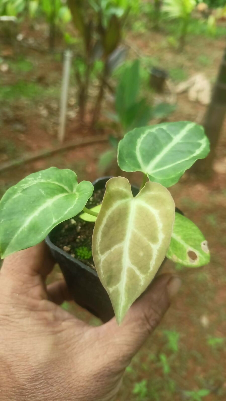 Plant Doctor 10-Pack Rare Foliage Anthurium Combo