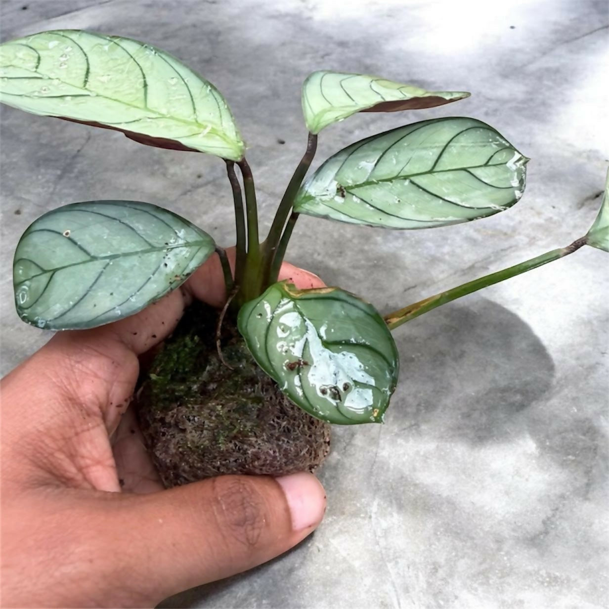 Calathea/ Marantha combo