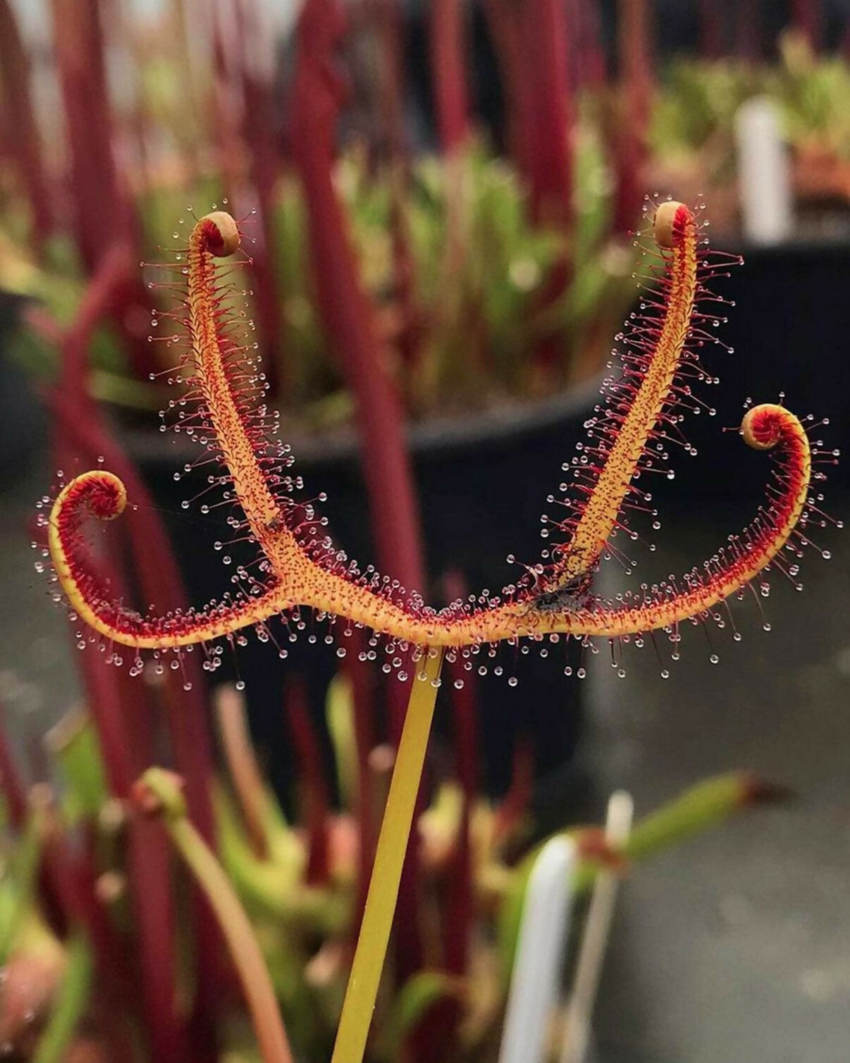 Drosera binata / Forked Sundew / Fork Leaved Sundew / Carnivorous Plant