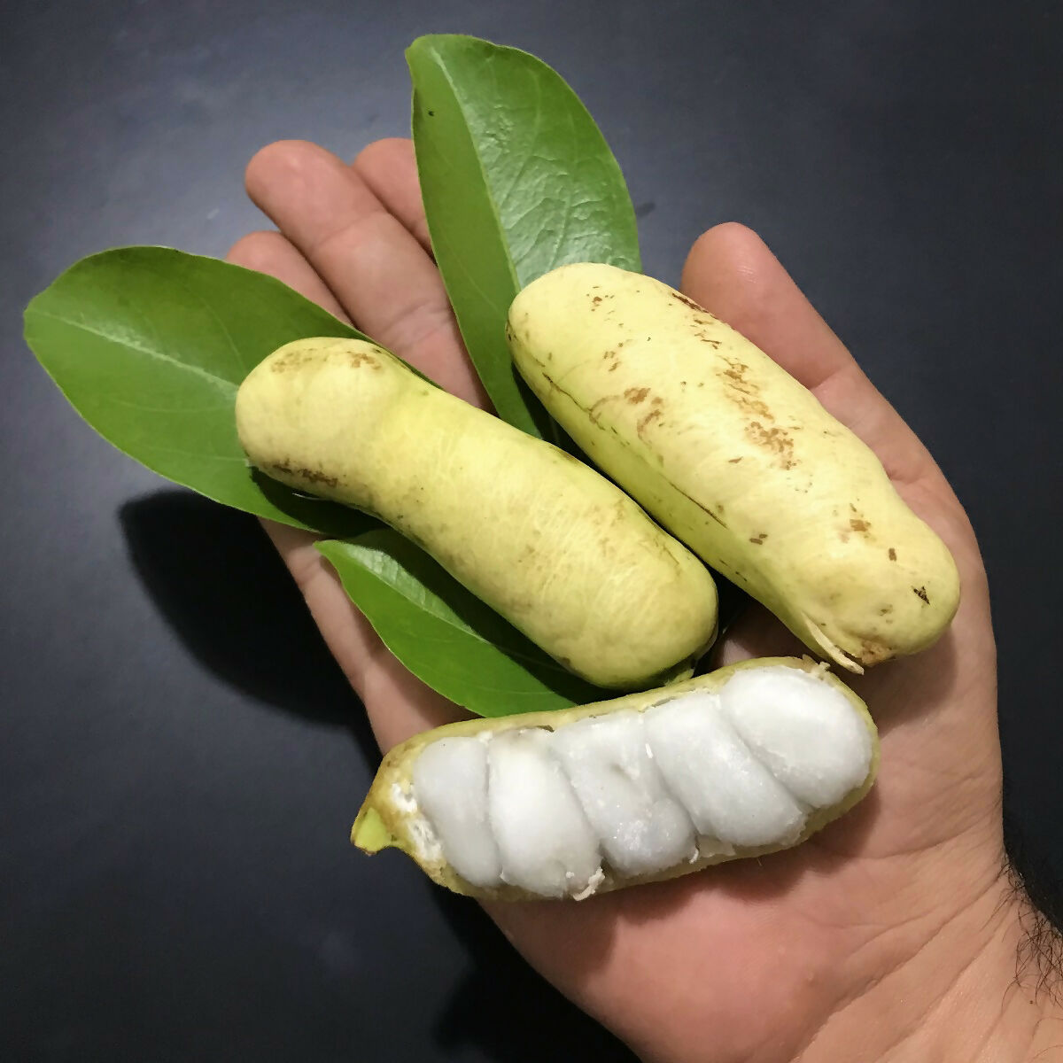 Guama Ice Cream Bean (Inga laurina)