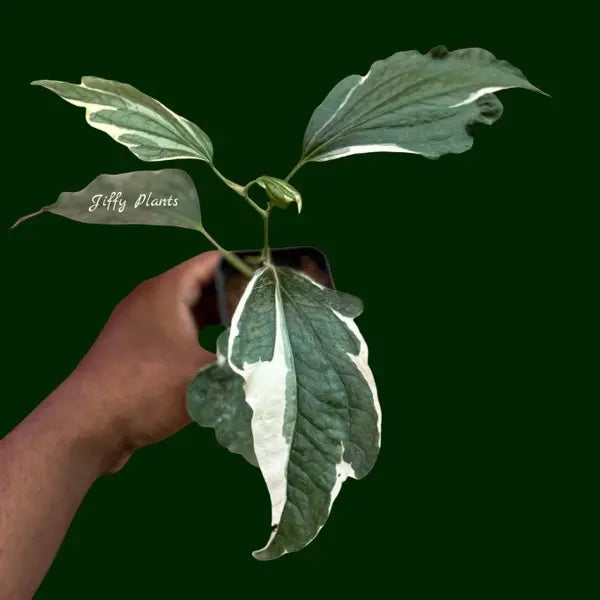 Piper Sarmentosum Variegated