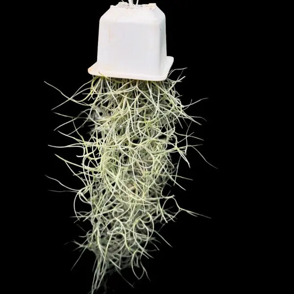 Spanish Moss Air Plant - MEDIUM