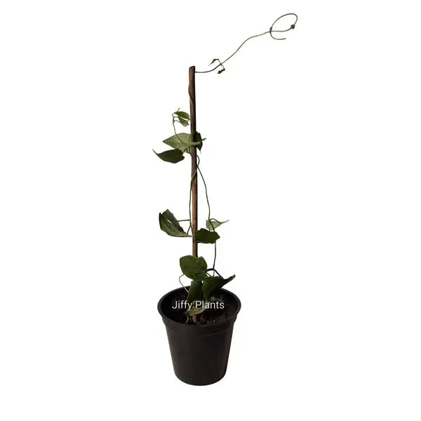 Thunbergia "grandiflora alba" (White) | Thunbergia "whitelady" | Bengal Clockvine - Plant