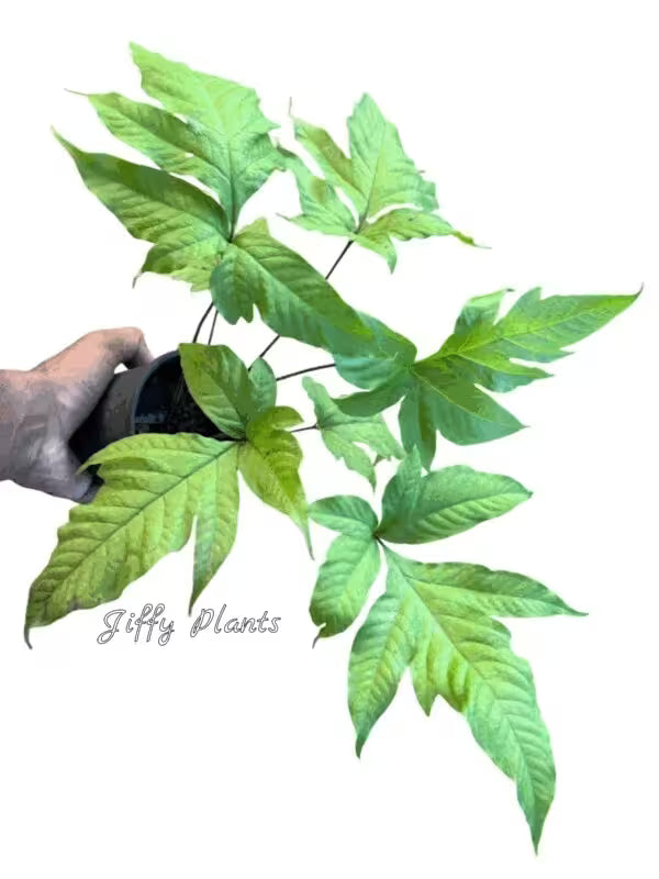 Tectaria Heracleifolia Fern - Rare