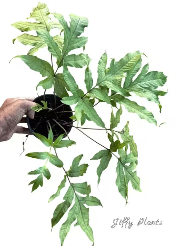 Tectaria Heracleifolia Fern - Rare