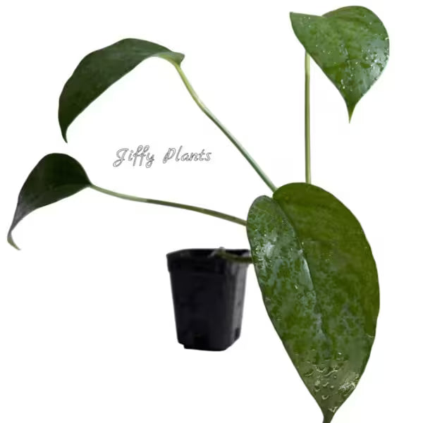 Epipremnum Pinnatum, Dragon Tail Monstera Plant