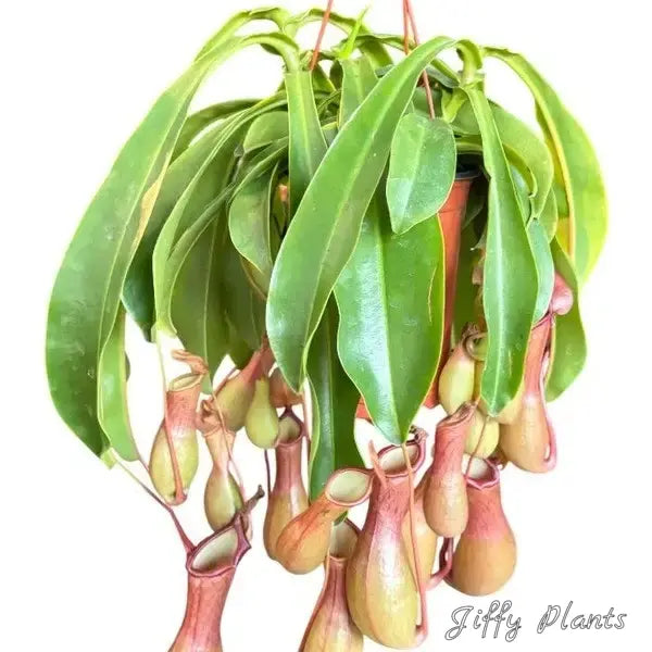 Pitcher Plant - Nepenthes Ventrata - Rare Plant - Multiple Shoots