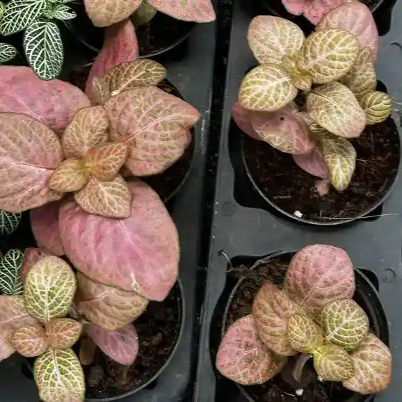 Fittonia Pink Cassandra