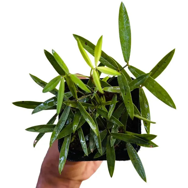 Rhizoma peanut | Arachis glabrata plant