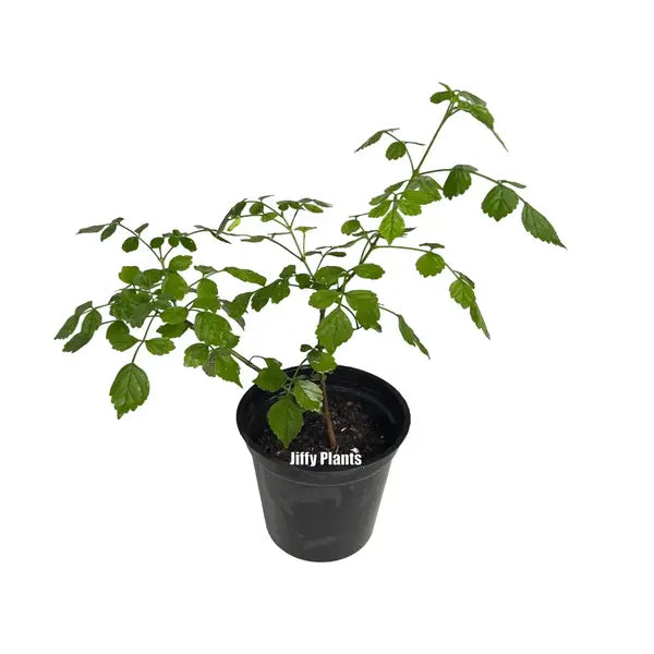 Tecoma Orange Shrub (Chicklet Orange) Plant | Orange Jubilee Esperanza (Tecoma stans 'Orange Jubilee')