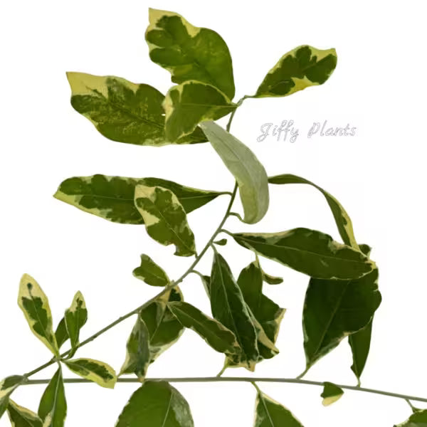 Variegated Curtain Creeper, Parda Bel Variegated, Vernonia Creeper Variegated - Very Rare