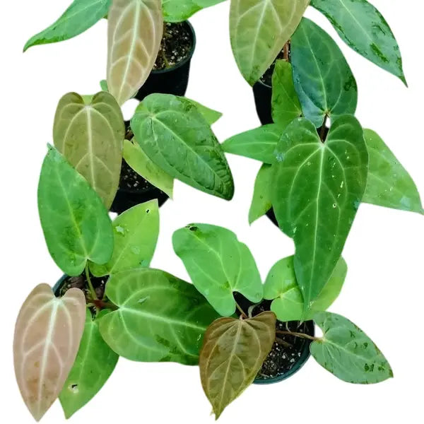 Anturium Papillilaminum x Magnificum- Rare