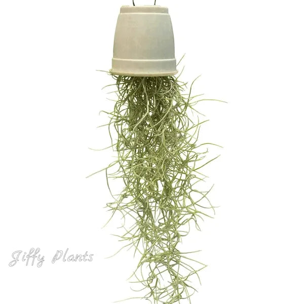 Spanish Moss Air Plant - SMALL