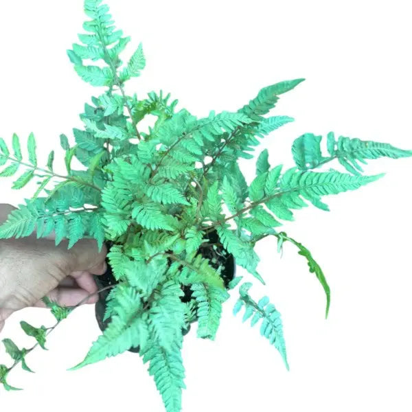 Japanese Painted Fern, Athyrium Niponicum