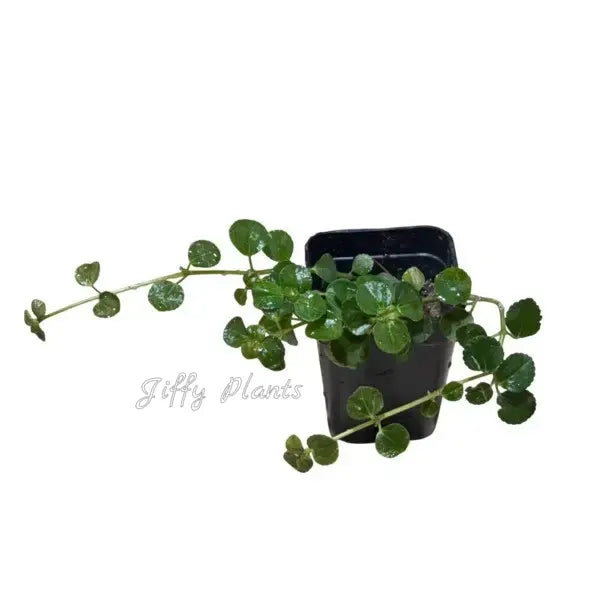 Pilea Espresso, Pilea Glossy