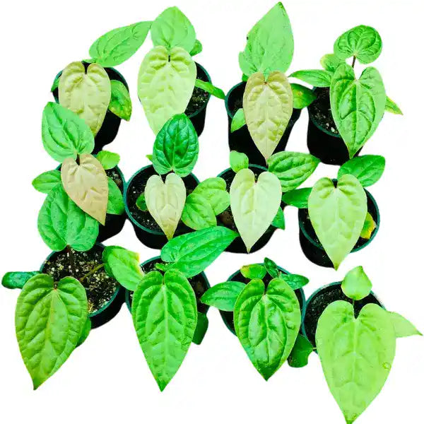 Anthurium Magnificum x Luxurians- Rare