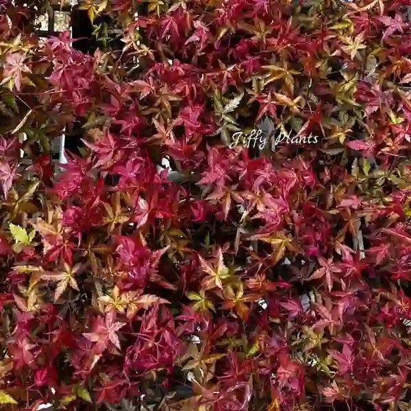 Japanese Red Maple, Acer Palmatum Atropurpureum - Rare