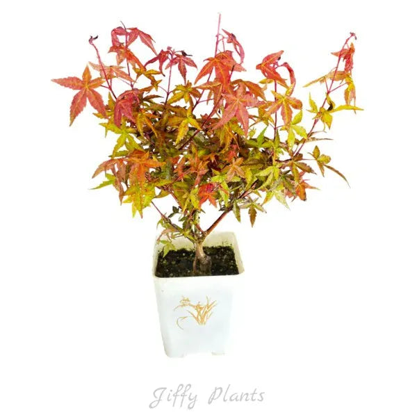 Japanese Red Maple, Acer Palmatum Atropurpureum - Rare