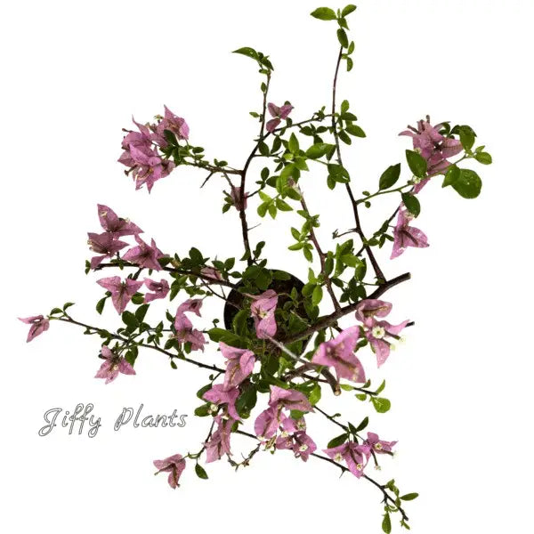 Bougainvillea Silhouette - Pink Flower