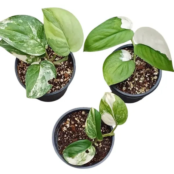 Scindapsus Moonlight Variegated - Very Rare