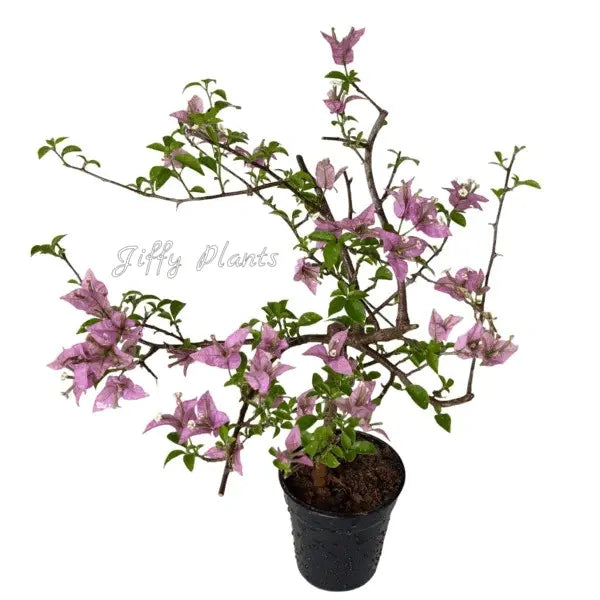 Bougainvillea Silhouette - Pink Flower