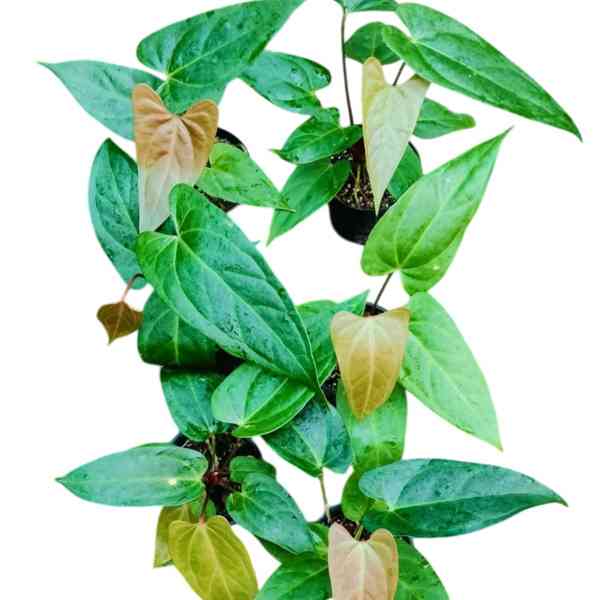 Anthurium Nigrolaminum x Gigi hybrid - Rare