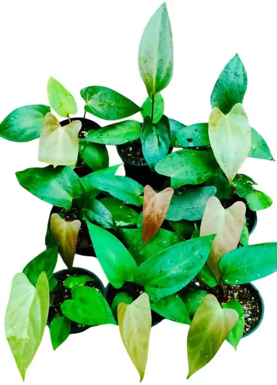 Anthurium Nigrolaminum x Dressleri - Rare