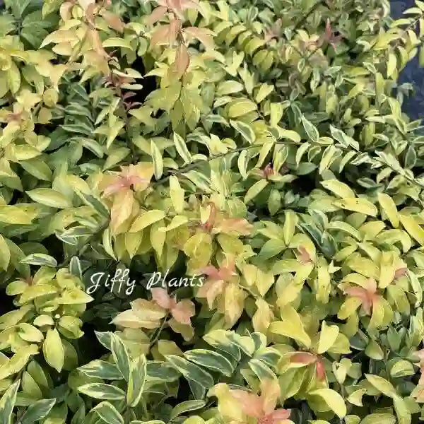 Lemon Vine Variegated - Pereskia Aculeata cv. 'Godseffiana' variegated