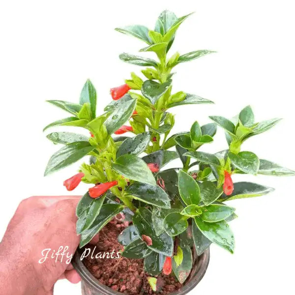 Goldfish Lipstick Plant - BIG
