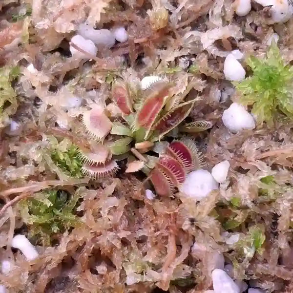Venus Flytrap B52 - Rare - EXTRA SMALL
