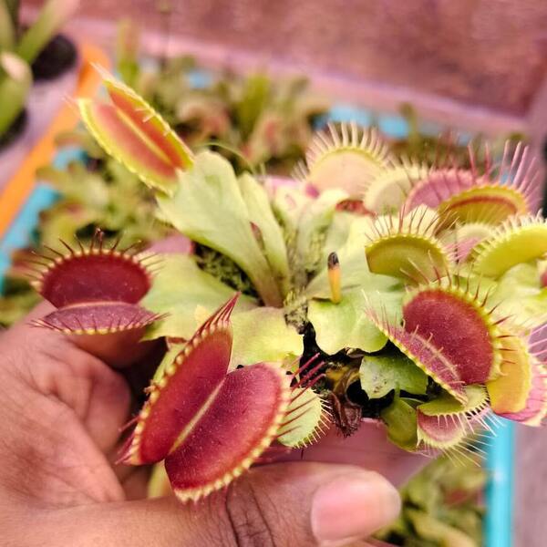 Venus Flytrap B52 - Rare - LARGE
