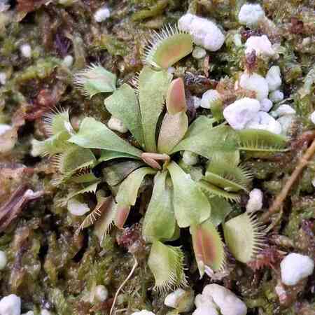 Dionnaea Muscipula Big mouth - Small
