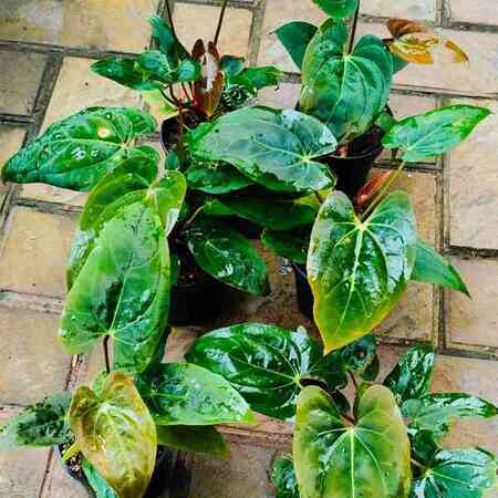 Anthurium Papillilaminum hybrid- Rare