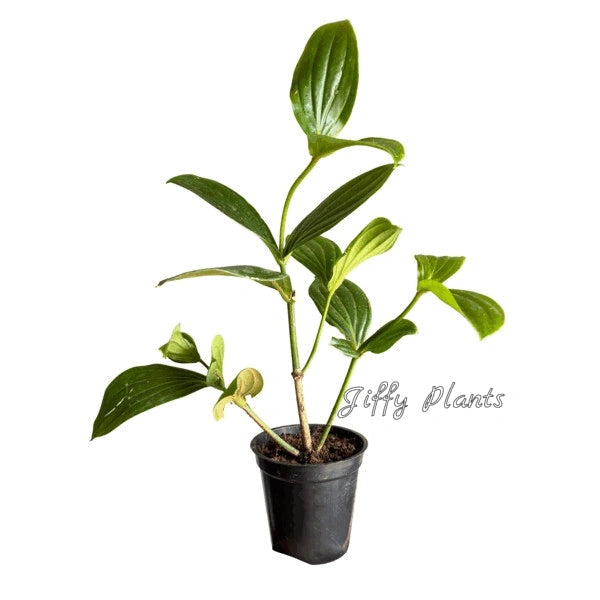 Medinilla Myriantha - LARGE