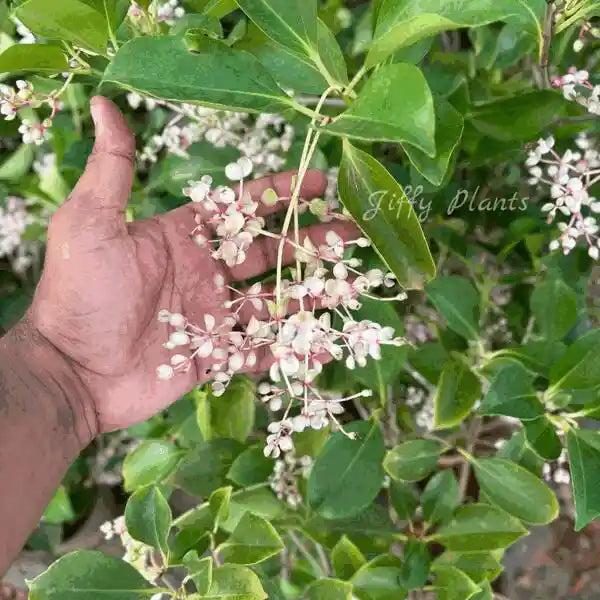 Medinilla Mindorensis Rare Plant