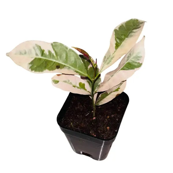 Excoecaria Cochinchinensis - Chinese Croton