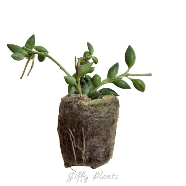 String of Tears (Senecio citriformis or Curio citriformis)