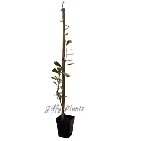 Variegated Curtain Creeper, Parda Bel Variegated, Vernonia Creeper Variegated - Very Rare