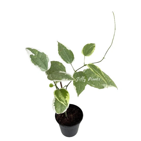 Variegated Scarlet Clock Vine, (Thunbergia coccinea 'Variegata')